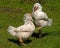 Roosters fighting of the two-month breed Hedemora from Sweden