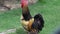 Roosters, Poultry, Chickens, Game Birds, Animals