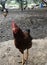 Roosters and turkeys walk around the yard. Domestic bird