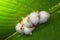 A roosting colony of the Honduran white bat Ectophylla alba shot in La Selva reserve, Costa Rica