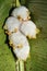 Roosting colony of Honduran white bats