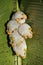 Roosting colony of Honduran white bats