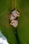 Roosting colony of Honduran white bats in Costa Rica