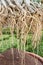 Root of Adenium obesum tree