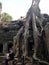 Root of ancient banyan tree in Angkor Wat, Cambodia