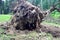 Root Ball of storm damaged tree