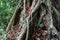 Root of Banyan tree in Bali