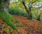 Root of a chestnut centenary in Cervantes, Lugo, Galicia