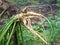 Root crop of white carrots, many shoots on one vegetable. The concept of the fall harvest