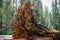 Root of fallen Giant sequoia tree - the largest trees on Earth a