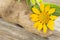 Root and flower of the yacon - Smallanthus sonchifolius