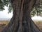 Root Giant banyan tree.
