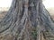 Root Giant banyan tree.