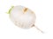 Root of Kokabu japanese white salad turnip cutout