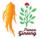 Root and leaves panax ginseng. Healthy lifestyle. For traditional medicine, gardening. Biological additives are. Vector