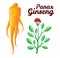 Root and leaves panax ginseng. Healthy lifestyle. For traditional medicine, gardening. Biological additives are. Vector