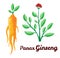 Root and leaves panax ginseng. Healthy lifestyle. For traditional medicine, gardening. Biological additives are. Vector