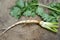 Root of long coriander