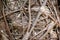 root pattern - tree roots closeup , growth concept, nature background