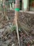 Root Spikes of Sundari Tree of Sunderland,mangrove  ans deciduous forest