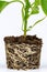 Root stem of pepper seedlings. Bell pepper seedling with a well-developed root system on a white background