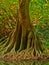 Root Structure of Banyan Tree