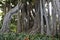 Root system of a big Ficus macrophylla