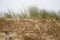 Root system of grass in eroded dune