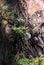 Root of Tetrameles nudiflora tree creeping on karst rock cliff side