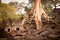 Root of the tree, Angkor, Cambodia