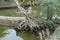 Root of a tree growing along a pond in Kumrokhali, West Bengal, India