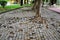 root of tree growing and damage brick block walkway