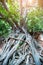 Root of tree growth on old ancient brick wall.Old grunge ruined building  growing covered with aerial roots of a banyan tree in