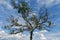 Root tree structured with blue sky