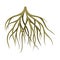 Root tree system, underground stem or rootstalk. Botany or dendrology design element vector illustration