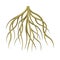 Root of tree, underground stem, rootstalk. Botany or dendrology design element vector illustration