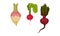Root Vegetables as Underground Plant Part with Radish and Beet Vector Set