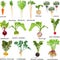 Root vegetables. Carrot. Beetroot. Celery. Parsley. Red radish. Black radish. Chinese radish. Daikon. Parsnip. Rutabaga