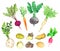 Root vegetables collection, celery, beetroot, carrot, radish, parsnip, potato, Jerusalem artichoke, sweet potato