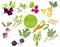 Root vegetables raphanus, radish, sugar beet, carrot, parsley etc. Gardening, farming infographic, how it grows. Flat style design