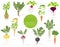 Root vegetables raphanus, radish, sugar beet, carrot, parsley etc. Gardening, farming infographic, how it grows. Flat style design