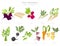 Root vegetables raphanus, radish, sugar beet, carrot, parsley etc. Gardening, farming infographic, how it grows. Flat style design