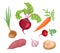 Root vegetables set. Vector fresh organic food.