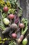 Root vegetables turnips, radishes, beets on a wooden background