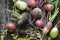 Root vegetables turnips, radishes, beets on a wooden background