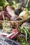 Root vegetables turnips, radishes, beets on a wooden background