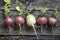 Root vegetables turnips, radishes, beets on a wooden background