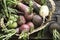 Root vegetables turnips, radishes, beets on a wooden background