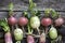 Root vegetables turnips, radishes, beets on a wooden background