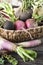 Root vegetables turnips, radishes, beets on a wooden background